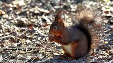 Eichhörnchen (4).jpg